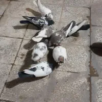 کفترسینه خوب|پرنده|شیراز, گویم|دیوار