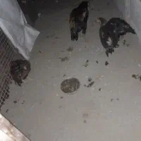 جوجه فروشی|حیوانات مزرعه|بند زرک, |دیوار