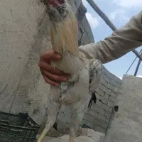 خروس لاری،مرغ،خروس،جوجه|حیوانات مزرعه|شهریار, شهرک امیریه|دیوار