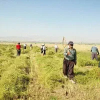 اکیپ گشنیز چین