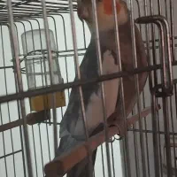 عروس هلندی نر