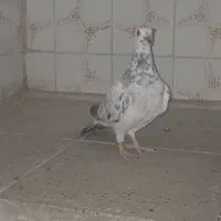 ۲ عدد پلاکی ماده .ویس