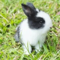 دونه ای 90 تومن