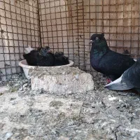 کفتر نقش ( رنگی و پلاکی)|پرنده|بیرجند, |دیوار