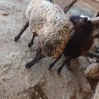 میش|حیوانات مزرعه|شازند, |دیوار