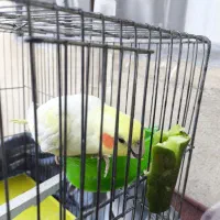 آگهی گمشده|حیوانات|نهاوند, |دیوار