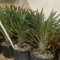 تمام گلها  از ۱۰۰تا ۱۵۰هزار حراج|گل و گیاه طبیعی|نیشابور, ناسیونال|دیوار