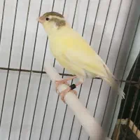 جوجه قناری ۳ ماهه نر