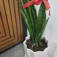 گلدان سانسوریا|گل و گیاه طبیعی|قم, عمار یاسر|دیوار