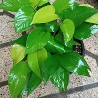 پتوس|گل و گیاه طبیعی|شیراز, پشم شیشه|دیوار