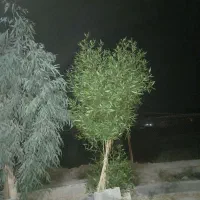 چوب و درخت خریدارم