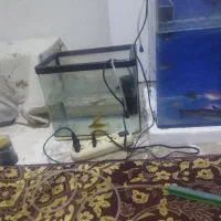 سلام|ماهی|باقرشهر, |دیوار