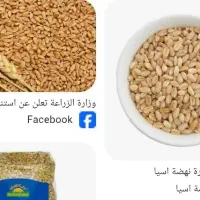 گندم ،حنطه