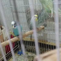 عروس هلندی و مرغ عشق