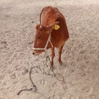 پروگاوداشتی اطراف جلابی|حیوانات مزرعه|تخت, |دیوار