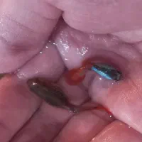 ماهی زینتی گوپی، تگزاسی، ماکرو، شمشیری و مولی|ماهی|نجف‌آباد, امام خمینی|دیوار