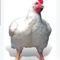 مرغ فروشی
