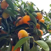 خرمالو شیرین و ارگانیک|خوردنی و آشامیدنی|تهران, میدان میوه و تره‌بار مرکزی|دیوار