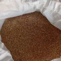 فروش گندم و جو مخلوط