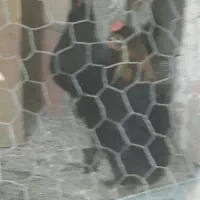 تخم مرغ|خوردنی و آشامیدنی|ایلام, |دیوار