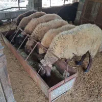 فوش تعدادی گوسفند پرواری