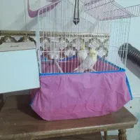 عروس هلندی جفت|پرنده|نیشابور, خط کاشمر|دیوار