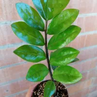 زاموفیلیا سوپر بلک و گلهای حراج|گل و گیاه طبیعی|تهران, امانیه|دیوار