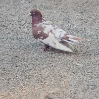 کبوتر نر|پرنده|جزنیک, |دیوار