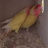 طوطی برزیلی جفت نرماده|پرنده|چهارباغ, |دیوار