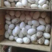 غاز،بوقلمون،مرغ،تخم نطفه دار،دستگاه جوجه کشی|حیوانات مزرعه|تهران, مشیریه|دیوار