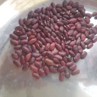 لوبیا قرمز تازهلوو|عمده‌فروشی|روانسر, |دیوار