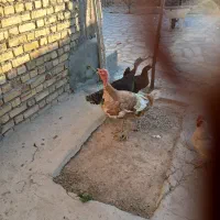 فروش بوقلمون محلی
