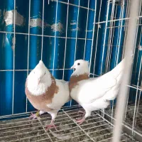 دسته رنکی ۱۲عدد نر سری ۱۲۰۰ جفتی ها جفتی۳تمن