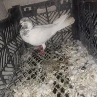 کفتر همه مدل