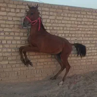 کره نریان کرد با آینده درخشان