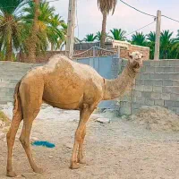 شتر نر  نسل  دار ایرانشهر چاه جمال ۶۰۰ قیمت مقطوع