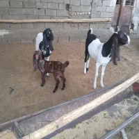 بز پاکستانی
