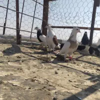 ستا نر جوان طوقی وچپ دوری سفت بابت جلد|پرنده|اهواز, علی آباد|دیوار