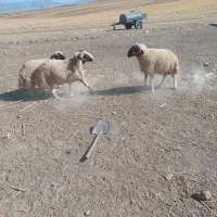 2عدد چک ورن