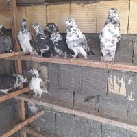 کبوتر پرشی مهر شده