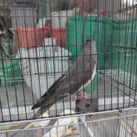 یک جفت عروس هلندی