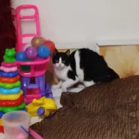 گربه ماده|گربه|رشت, کوی حسینی|دیوار