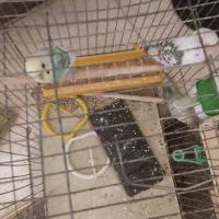 جفت مرغ عشق نر ماده