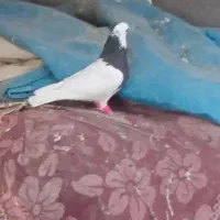 یه عدد طوقی نر