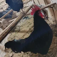 خروس استرالوپ
