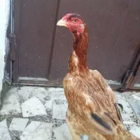 مرغ لاری|حیوانات مزرعه|رشت, کوی حسینی|دیوار