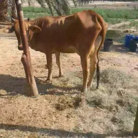 گاو ماده با گوساله قیمت ۱۱۰ ملیون|حیوانات مزرعه|دلگان, |دیوار