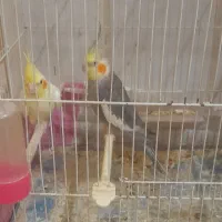 یک جفت عروس هلندی بشرط تخم جوجه معاوضه با کفتر