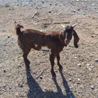 فروشی|حیوانات|میناب, |دیوار