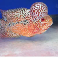 ماهی فلاور کامفا ماده خوب